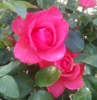 La quête de « l´autre » dans la relation de couple